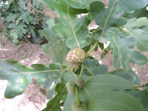 Oak Artichoke Gall Wasp