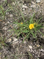 Oenothera serrulata