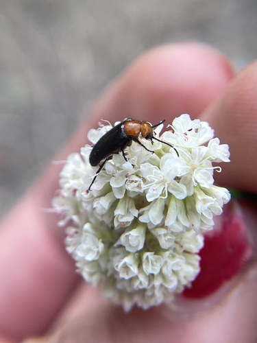 iNaturalist observation photo of Nemognatha
