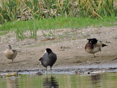 Fulica americana