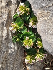 Teucrium pyrenaicum, photograph (c) Flavien Saboureau, some rights reserved (CC BY)