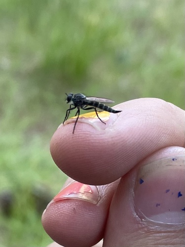 iNaturalist observation photo of Asilinae