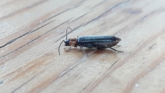 Phymatodes lividus