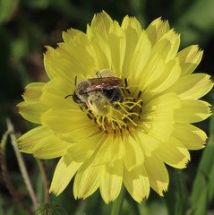 Andrena