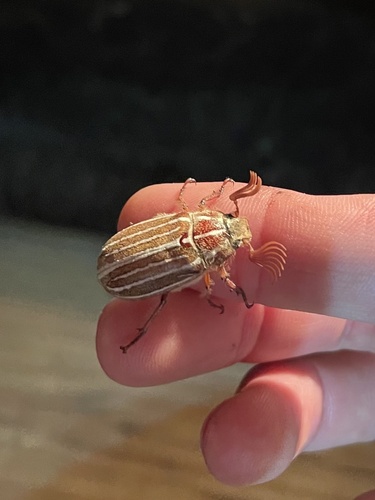 iNaturalist observation photo of Polyphylla sobrina