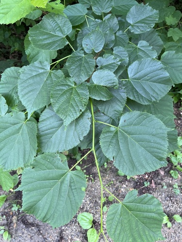 Tilia dasystyla, photograph 5
