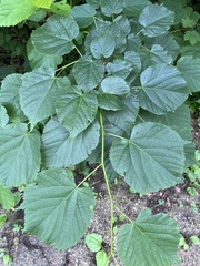 Tilia dasystyla, photograph (c) Наталья Пикалова, some rights reserved (CC BY)
