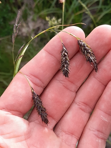 Ice sedge (Carex frigida)