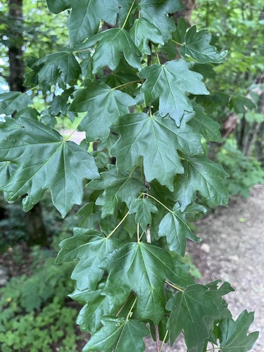 Acer hyrcanum, photograph 2