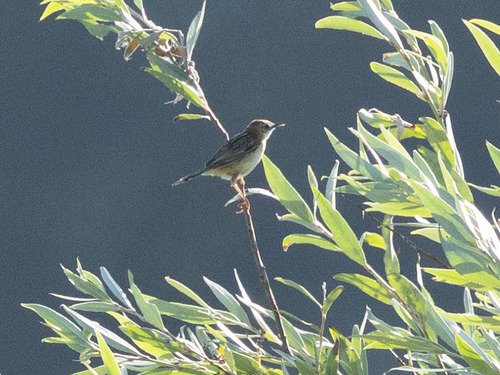 Zitting Cisticola, Zuid-Holland, NL, photo 7 of 10