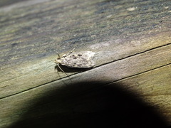 Martyringa ravicapitis