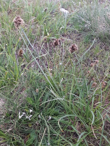 Carex foetida, photograph 3