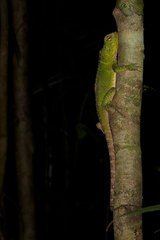 Enyalioides laticeps