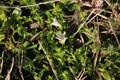 Bacopa monnieri