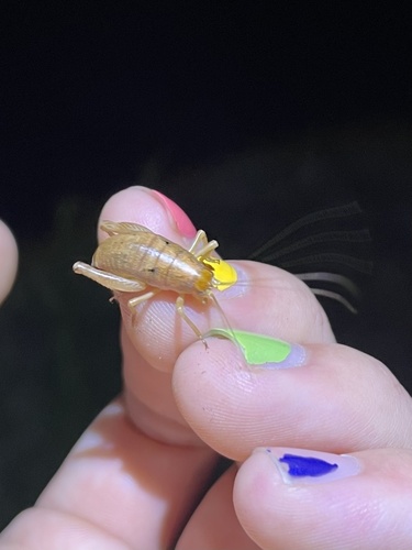 iNaturalist observation photo of Camel Crickets, Cave Crickets, and Cave Wēta