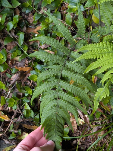 Deparia petersenii, photograph 5