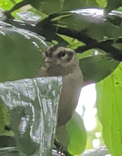 Black-eared Warbler (Basileuterus melanotis), photo 7