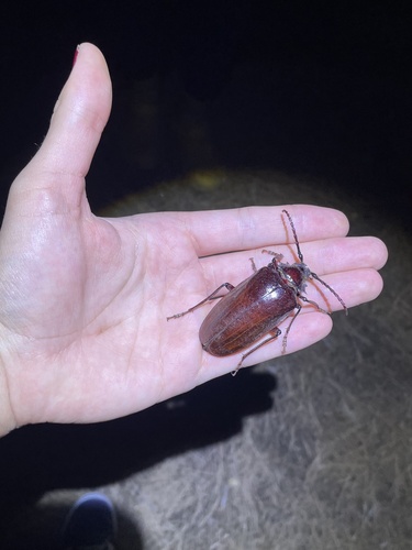 iNaturalist observation photo of California Root Borer