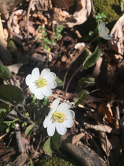 Jeffersonia diphylla