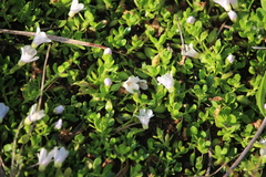 Bacopa monnieri