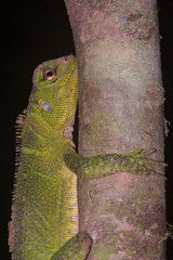 Enyalioides laticeps