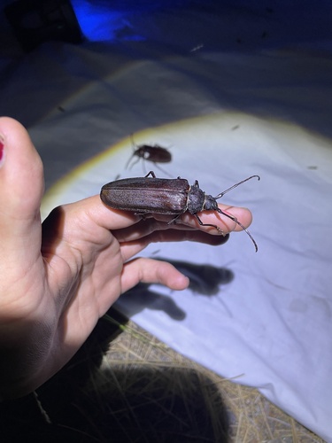 iNaturalist observation photo of Spined Woodborer