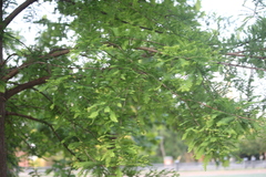 Taxodium distichum