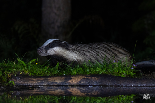 European Badger