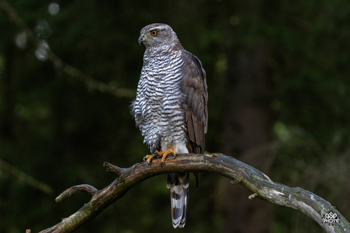 Eurasian Goshawk