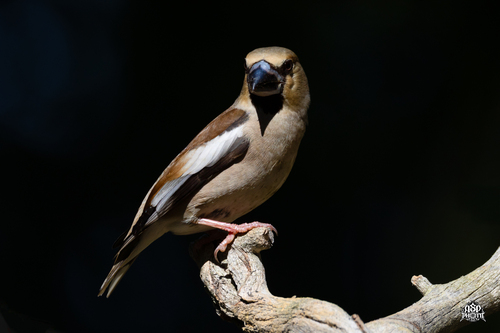 Hawfinch