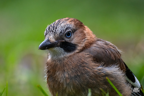 Eurasian Jay