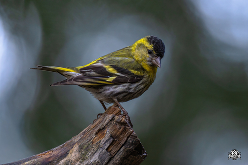 Eurasian Siskin