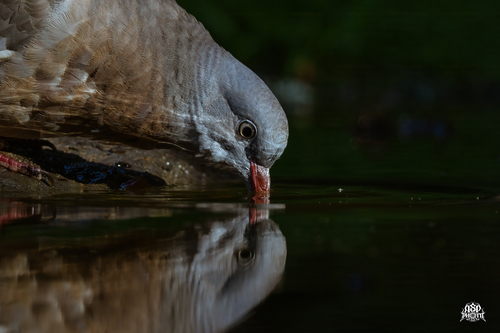 Common Wood-Pigeon