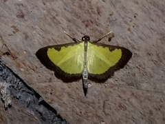 Goniorhynchus hampsoni