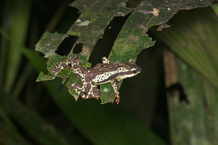 Atelopus spumarius