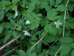 Isopyrum thalictroides