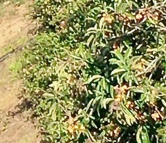 Psittacara erythrogenys