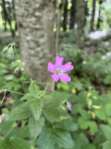 Geranium gracile, photograph 5