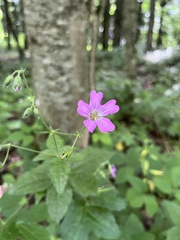 Geranium gracile, photograph (c) Наталья Пикалова, some rights reserved (CC BY)