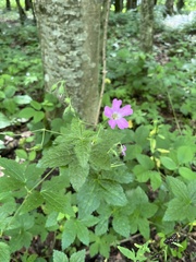 Geranium gracile, photograph (c) Наталья Пикалова, some rights reserved (CC BY)