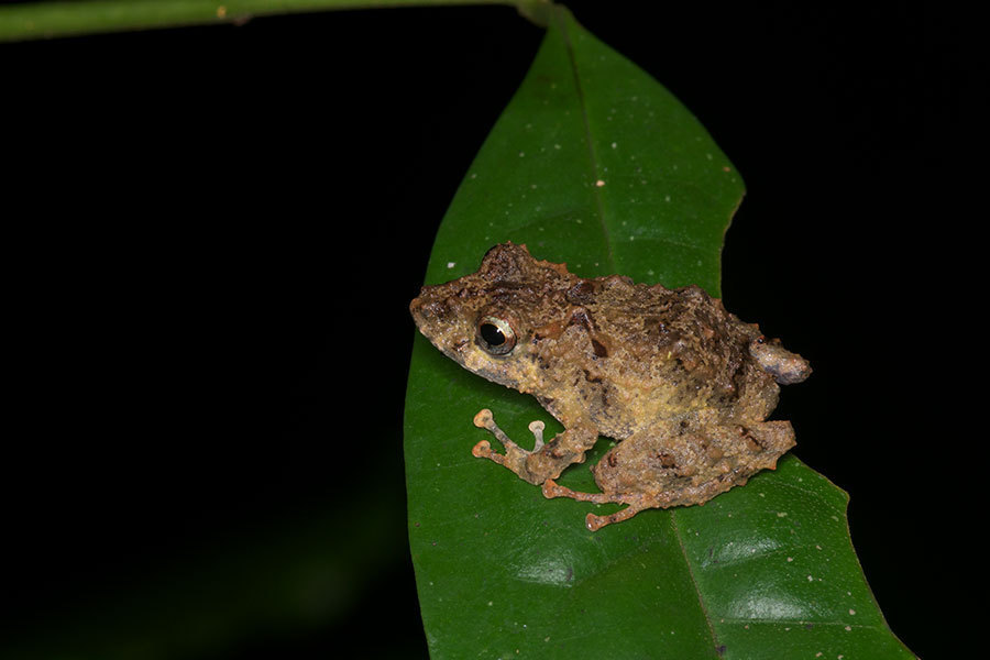 Carvalho's Robber Frog