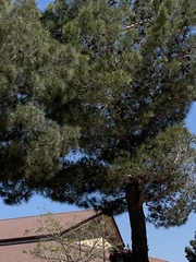 Pinus