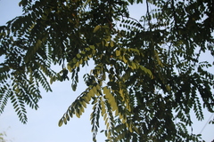 Robinia pseudoacacia