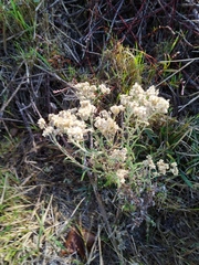 Pseudognaphalium undulatum