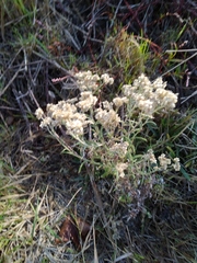 Pseudognaphalium undulatum