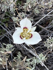 Calochortus nuttallii, photograph author not stated, no rights reserved