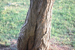 Robinia pseudoacacia