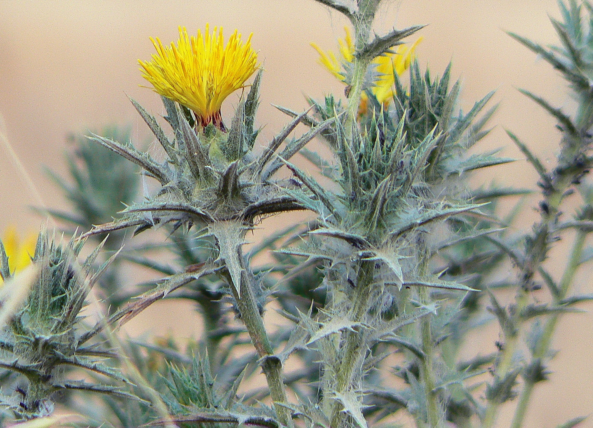 Carthamus lanatus