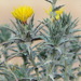 Woolly Distaff Thistle - Photo (c) José María Escolano, some rights reserved (CC BY-NC-SA)
