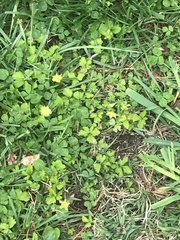 Fragaria virginiana glauca